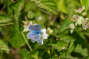 Lycaenidae / Çokgözlü Mavi / / Polyommatus icarus