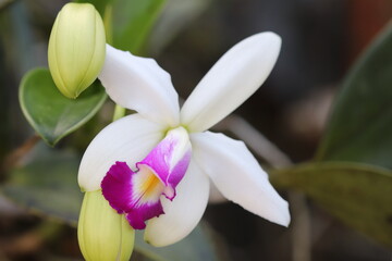 Cattleya Violacea