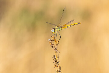 dragonfly on a branch