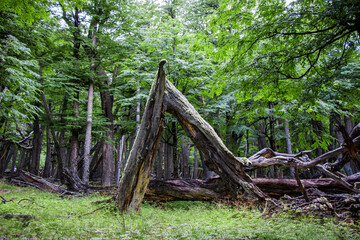 bosque y arbol caido