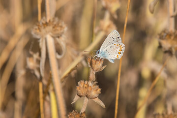 Lycaenidae / &Ccedil;okg&ouml;zl&uuml; Mavi / / Polyommatus icarus