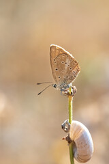 Lycaenidae / Çokgözlü Dafnis / / Polyommatus daphnis
