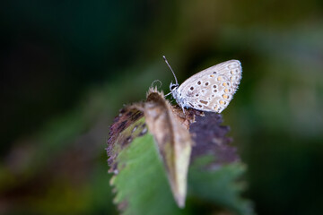 butterfly on leaf