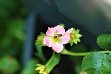 One hoverfly on a pink strawberry blossom