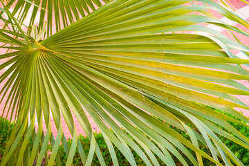 Top view of palm tree leave in the city