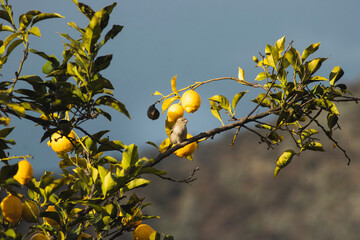 Ave en el &aacute;rbol de lim&oacute;n