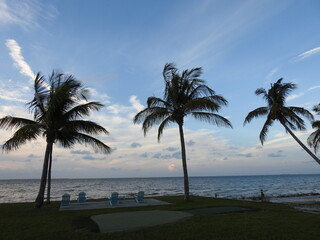 Palm Trees on the Beach