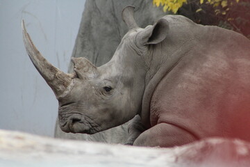 rhino in the sun