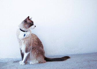 Brown cute cat isolated