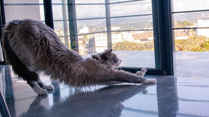 Cat stretching