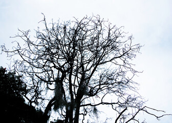 Creepy tree for halloween
