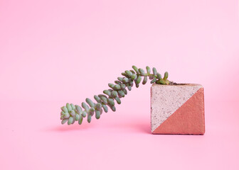 succulent in a modern pot