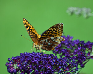 Great Spangled Fritillary Speyeria cybele feeding on a Butterfly Bush Buddleia davidii