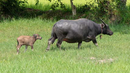 Thai Buffalos and Farm Animals