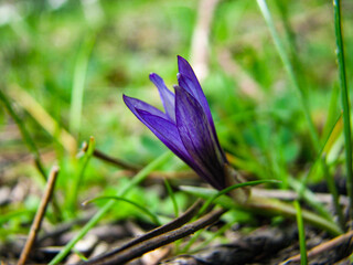 A beautiful crocus flower in nature. 