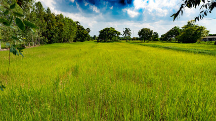 Thai Farmlands & Rice Fields