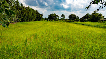 Thai Farmlands & Rice Fields