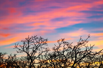 Obraz premium branches sunset