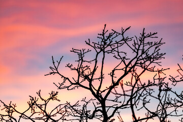branches sunset