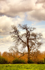 gnarly tree