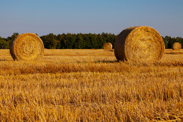Fototapeta premium Rolls of golden straw are spread out on the mowed field against the backdrop of a green forest