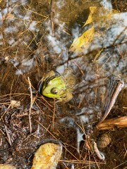 Green frog in a pond, toad in the muddy water of a swamp