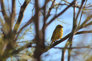 Close-up of yellow bird on a tree.
