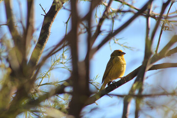 Close-up of yellow bird, perched on a branch of Algarrobo tree