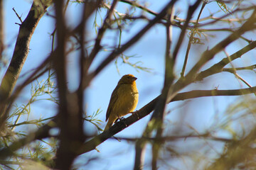Close-up of yellow bird on a tree.