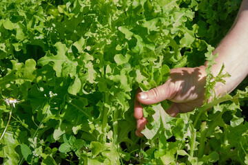 Hands picking lettuce, plant in vegetable garden