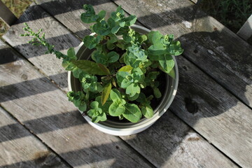 herbs in a bowl