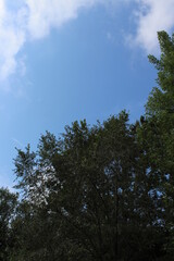 Obraz premium sky and trees