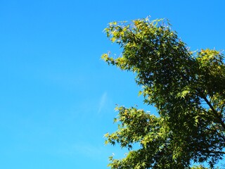 木と空