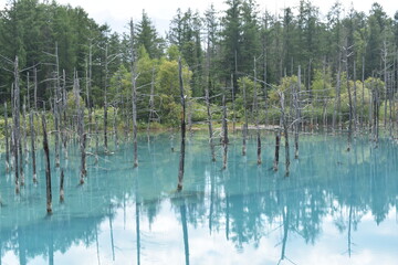 北海道の青い池