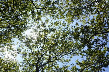 sky and tree