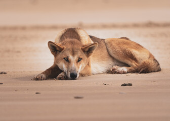 dingo in wild 