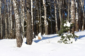 Met sneeuw bedekte berkenbos op een winterdag