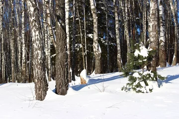 Zelfklevend Fotobehang Berkenbos Met sneeuw bedekte berkenbos op een winterdag