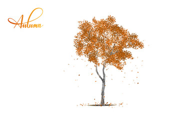 Isolated fall leaves tree on white background. Single tropical tree in vector illustrative. Concept for landscaped decoration of tree in garden and architectural design in autumn on September