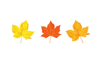 September greeting card template. Autumn leave. Red orange and yellow leave  in autumn season in vector illustrative