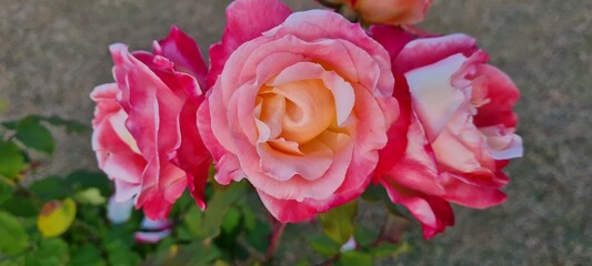 pink rose