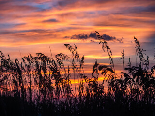 silhouette of sea oats during sunrise at the beach