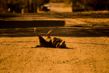 dog lies in the sun