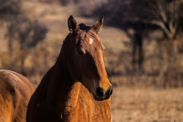 Fototapeta premium portrait of a horse