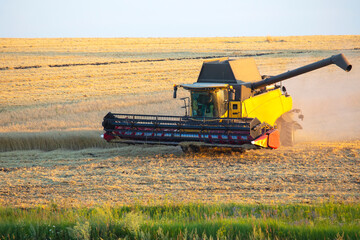 combine harvester harvests wheat in the field. agronomy and grain industry