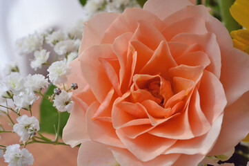 Close-up of the pink rose by the window.