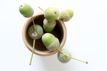 acorns in a wooden cup isolated on a white background