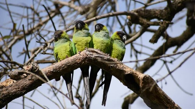 group of wild nanday parakeet (Aratinga nenday) in a tree