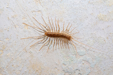 Arthropod insect centipede flycatcher on a concrete wall close up