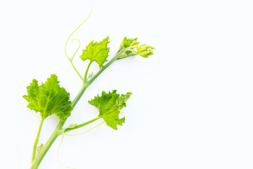 Green pumpkin leaves on white background.